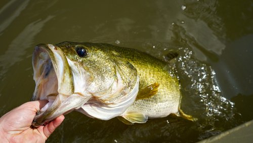 Largemouth Bass Fishing: Get Hooked on Expert Secrets Now