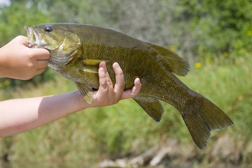 Smallmouth Bass Fishing: What You Need to Know