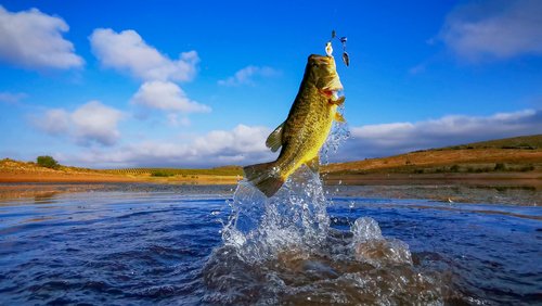 The Best Bass Fishing Secrets: Landing Trophy Catches