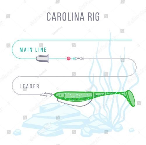 carolina rig diagram